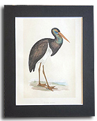 19th century hand-coloured bird print by F.O. Morris